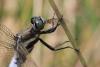 Orthetrum albistylum